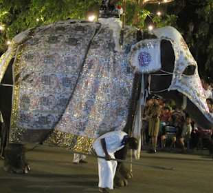 Perahera-Elefant