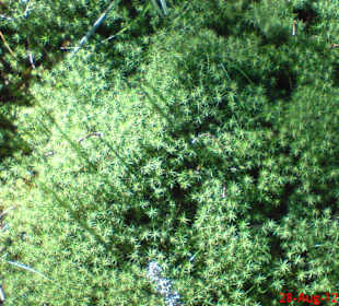 Wanderung Spindlermühle - Elbquelle und zurück