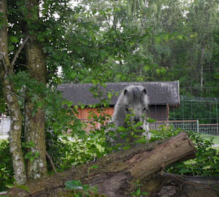 Pony im Wildpark Ortenburg