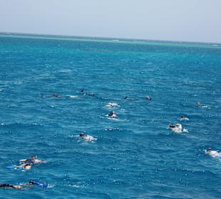 Delfinschwimmen