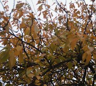 Parkanlage Planten un Blomen