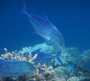 Blauflossen-Makrelen