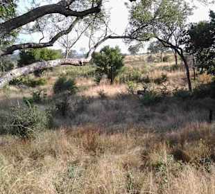 Krüger Nationalpark