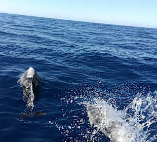 Delfintour Morro Jable