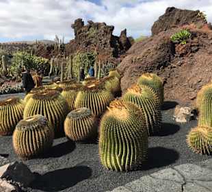 Jardín de Cactus