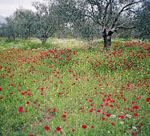 Klatschmohnwiese mit Blick auf Dirfis