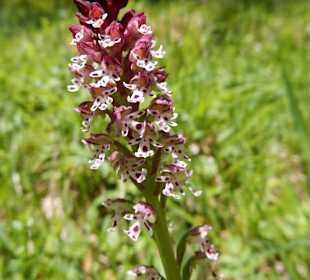 Grünten / Burgberger Hörnle