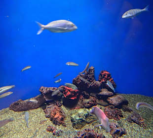 Palma Aquarium
