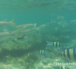 Rafa Hotelu Harmon Makadi Bay