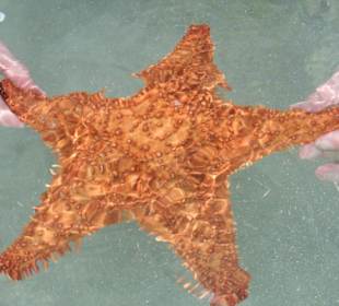 Gefunden beim Schnorcheln