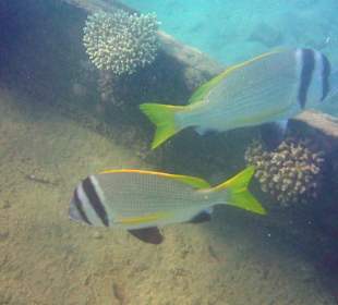 Doppelbindenbrassen am Hausriff