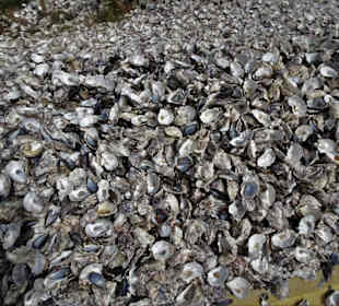 Berge von Muschelschalen bei den Auternfischern