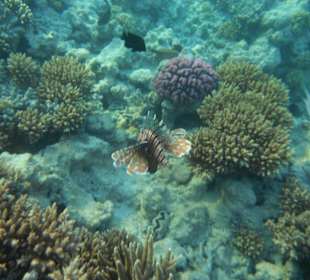 Hausriff Arabia Azur