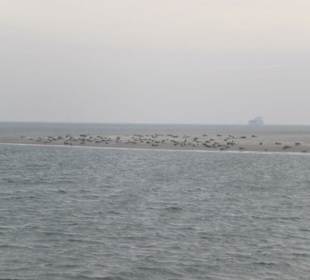 Seehundbank Tegeler Plate