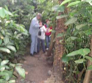 Pfad durch das Tropenhaus