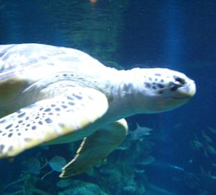 Schildkröte