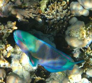 Am Hausriff Dreams Beach Resort & Dreams Vacation Resort