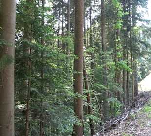 Griesbacher Wasserfälle Bad Griesbach