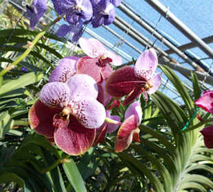 Orchideenfarm