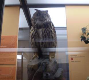 Zoologisches Forschungsmuseum Alexander Koenig