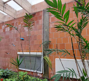 Schmetterlingsgarten