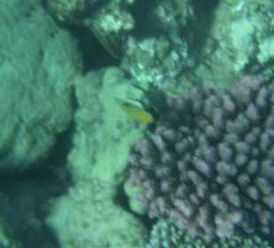 Riff Korallen - Hotel Citadel Azur Resort