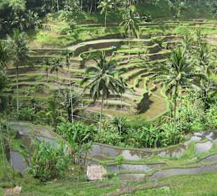 Blick auf die Terrassen