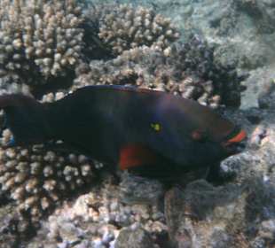 Schwarzer Papageifisch