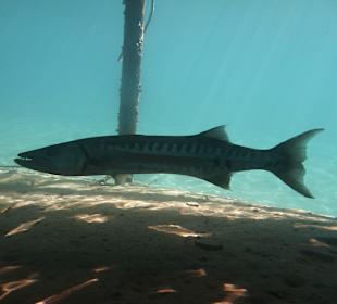 Fische beim Schnorcheln gesehen am Steg