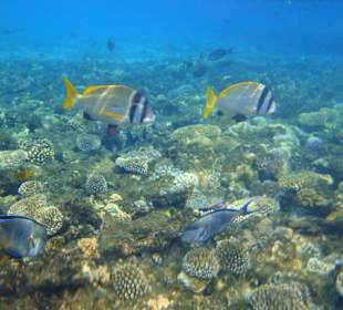 Schorcheln am Riff