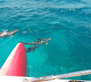 Ocean Diva Catamaran Segelausflug