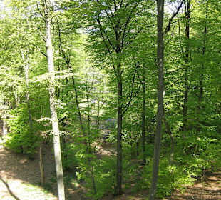 Blick vom 1,2 km langen Baumwipfelpfad