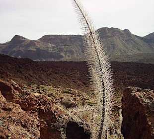 Parque Nacional del Teide