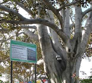 Pflanzenvielfalt v. d. Bahnhof