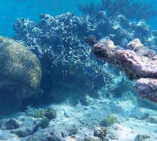 Schnorcheln kann man direkt vor dem Hotel 