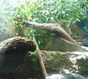 Komodowaran Terrarium