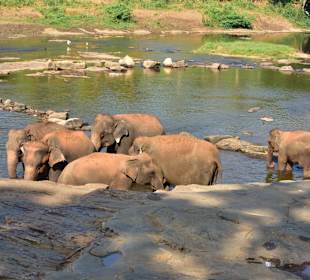 Elefantenwaisenhaus Pinnawela