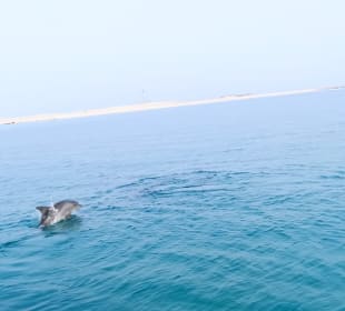 Delfin Tour Hurghada