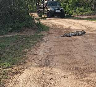 Yala mit Leoparden 