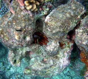 Faszinierende Unterwasserwelt