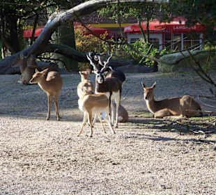 Tierpark Hagenbeck