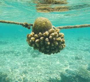 Schnorcheln Makadi Bay
