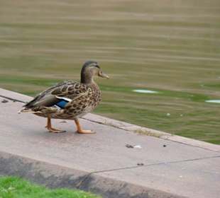 Zwierzęta mieszkające w parku