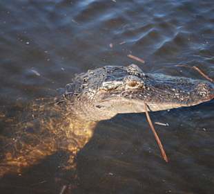 Aligator in den Everglades
