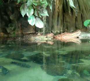 Ist der kleine nicht süß