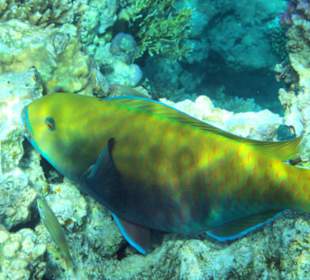 Begegnungen am Hausriff Hotel Melia Sinai