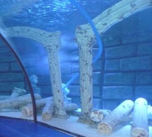 Röhren Aquarium Antalya 