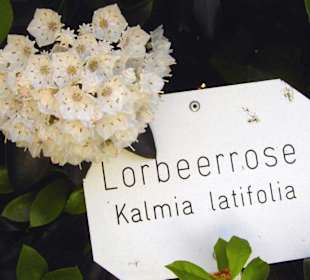 Lorbeerrose