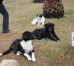 Bella,Bangebuchs und King