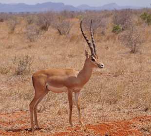 Tierwelt im Nationalpark